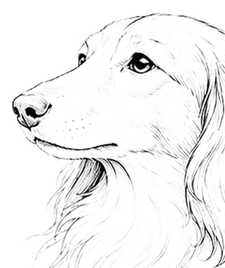 Pencil illustration of a Dachshund's head in profile