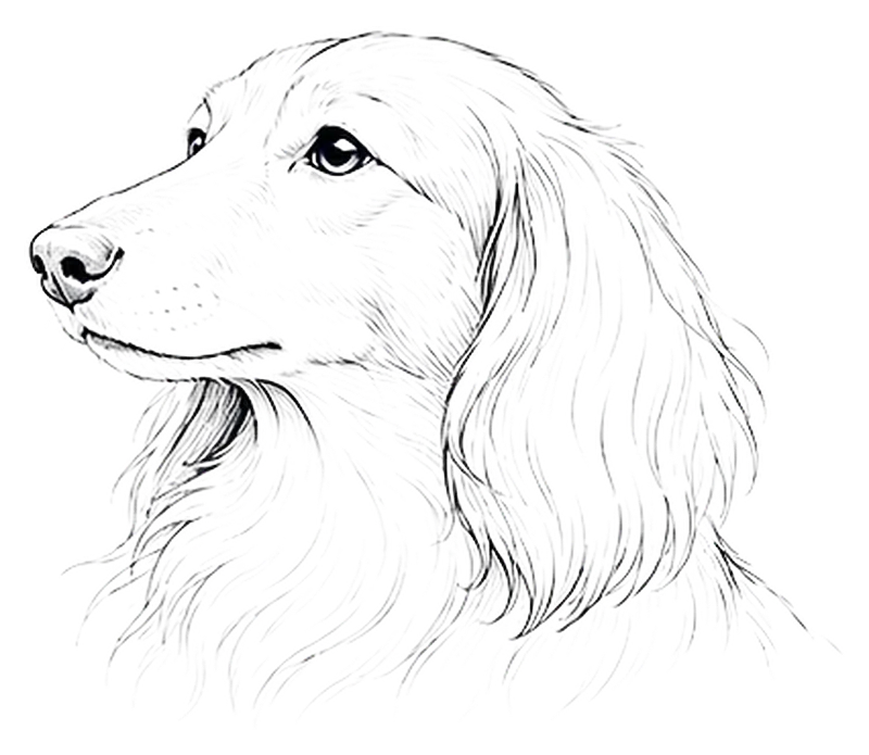Pencil illustration of a long-haired Dachshund