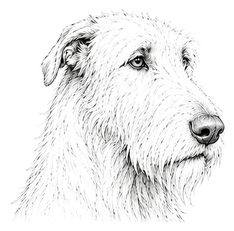 Pencil illustration of an Irish Wolfhound