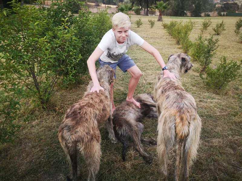 Boy crouching in a field while petting three large Irish Wolfhounds