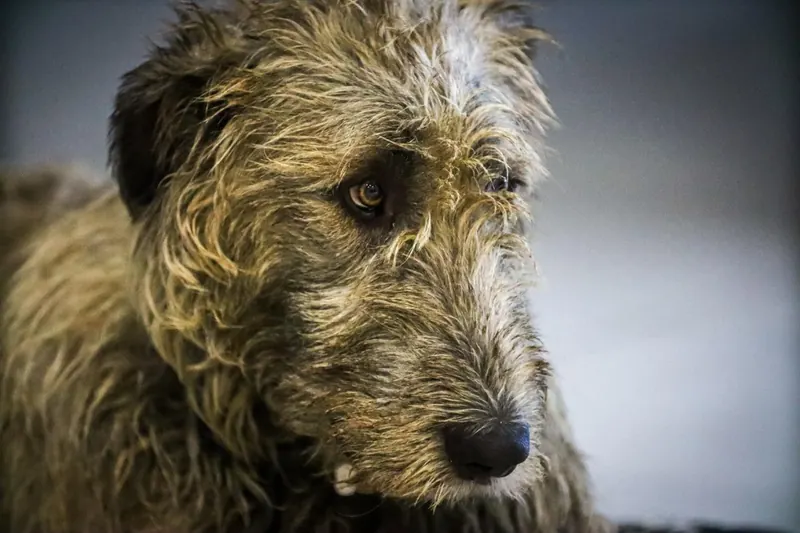 Close portrait of a brindle Irish Wolfhound with a wiry brow and amber eye