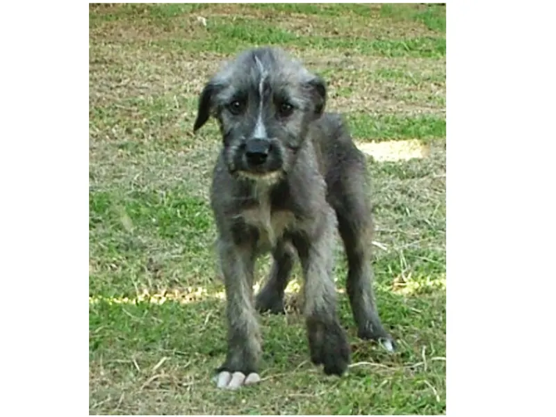 Irish Wolfhound puppy Chewbacca walking towards the camera through grass