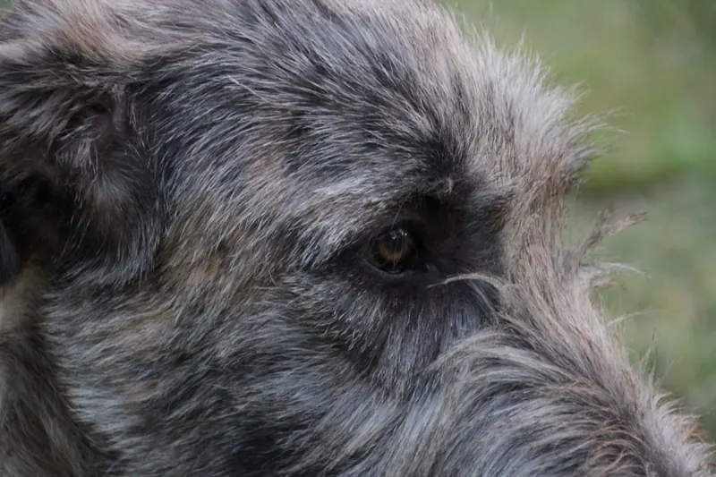 Macro view of an Irish Wolfhound's eye and wiry facial coat