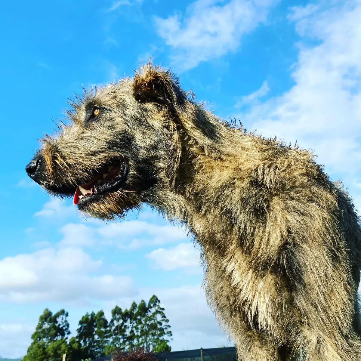 Grey Irish Wolfhound seen from below in profile against a bright blue sky