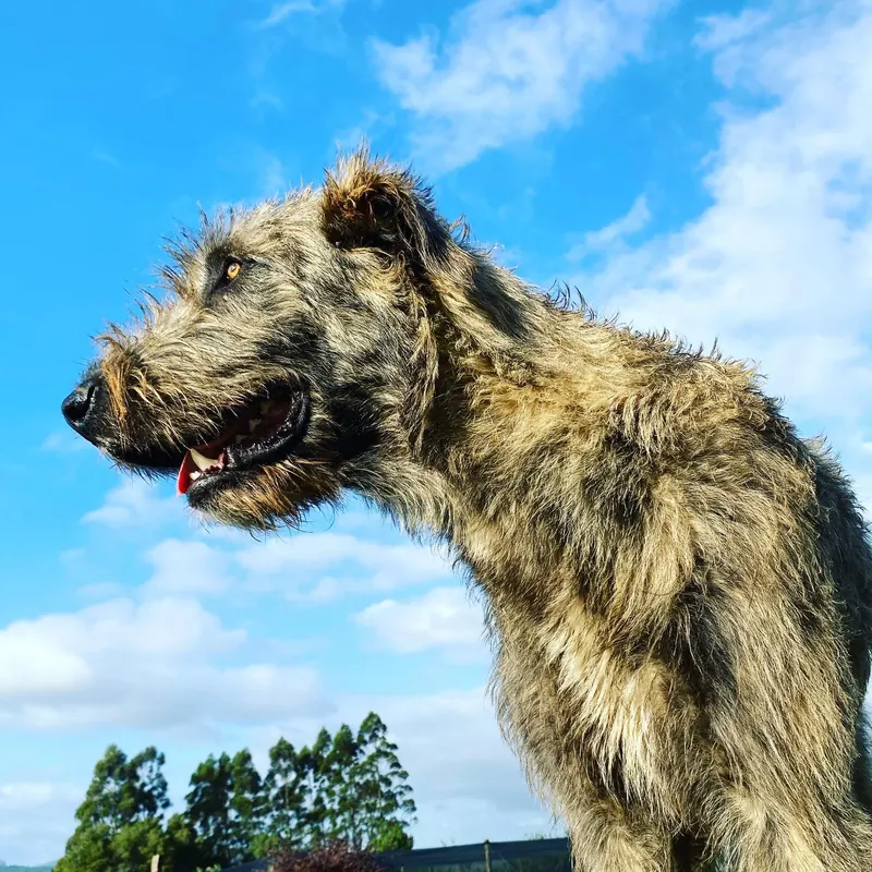 Dramatic profile of a grey Irish Wolfhound against a bright blue sky