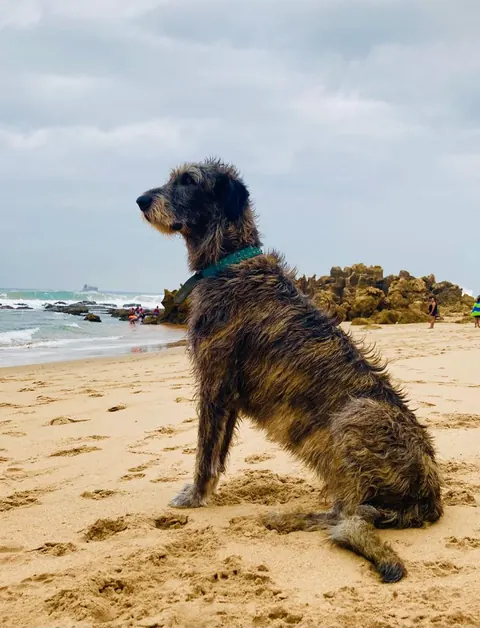 Brindle Irish Wolfhound sitting on a sandy beach facing the sea