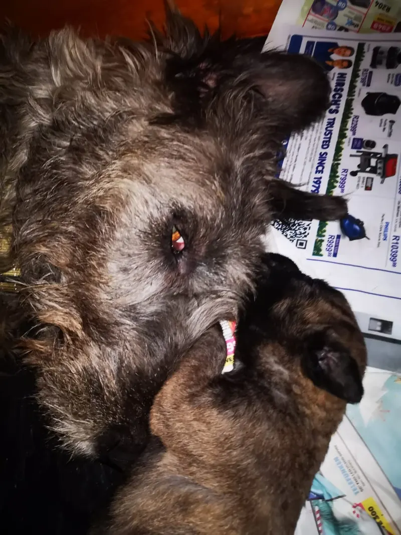 Small brindle Irish Wolfhound puppy cuddled against the face of an adult hound