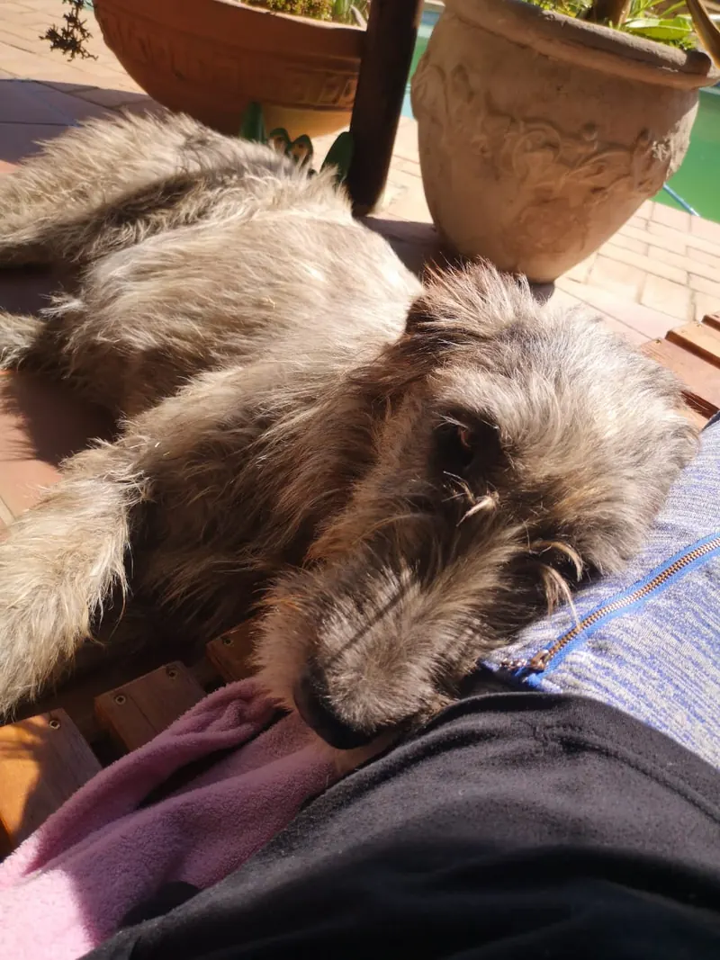 Grey Irish Wolfhound resting its head on a person's lap beside a swimming pool
