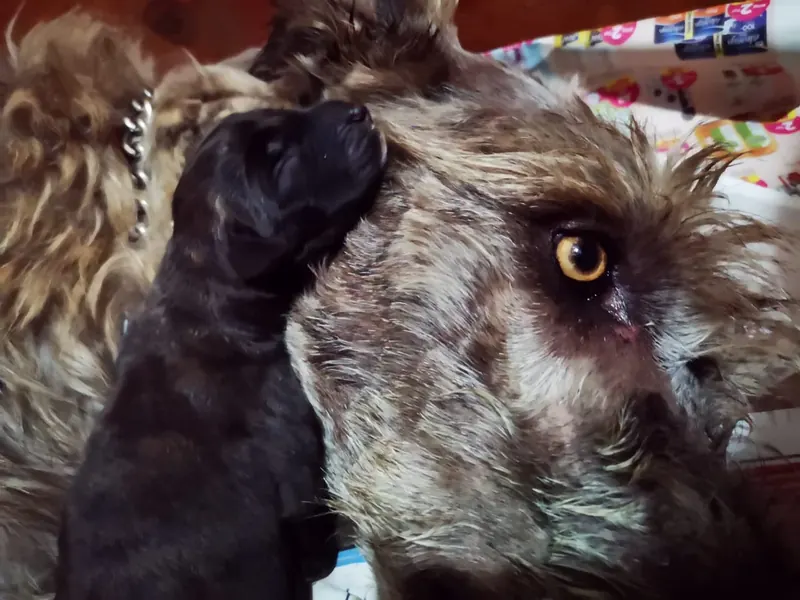 Adult brindle Irish Wolfhound resting its face beside a tiny newborn puppy