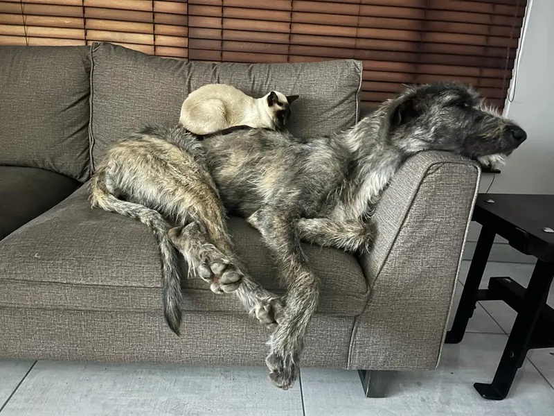 Siamese cat curled on the back of an Irish Wolfhound sleeping across a couch