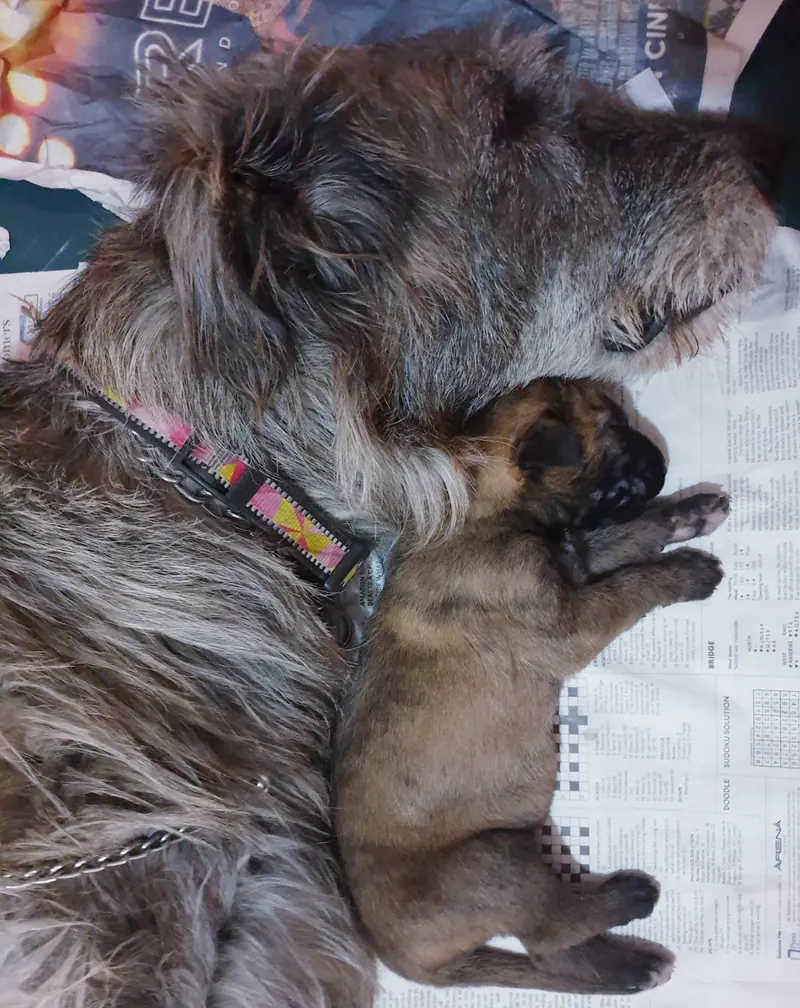 Grey Irish Wolfhound mother lying beside a tiny newborn puppy