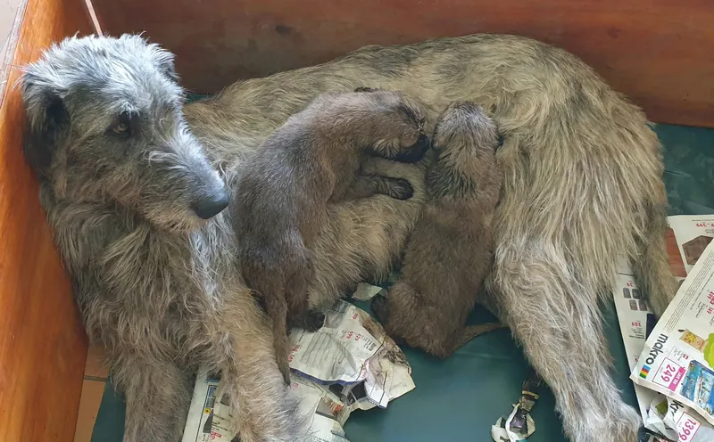 Irish Wolfhound mother lying in a whelping box while two puppies nurse