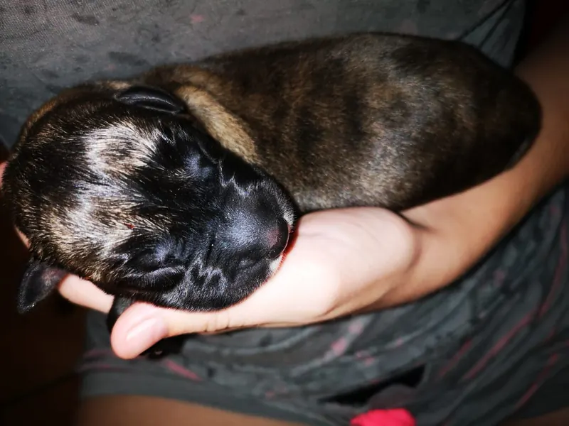 Tiny newborn brindle Irish Wolfhound puppy sleeping in a person's hand