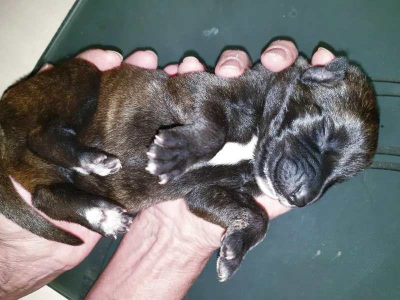 Newborn Irish Wolfhound puppy asleep while cradled in two hands
