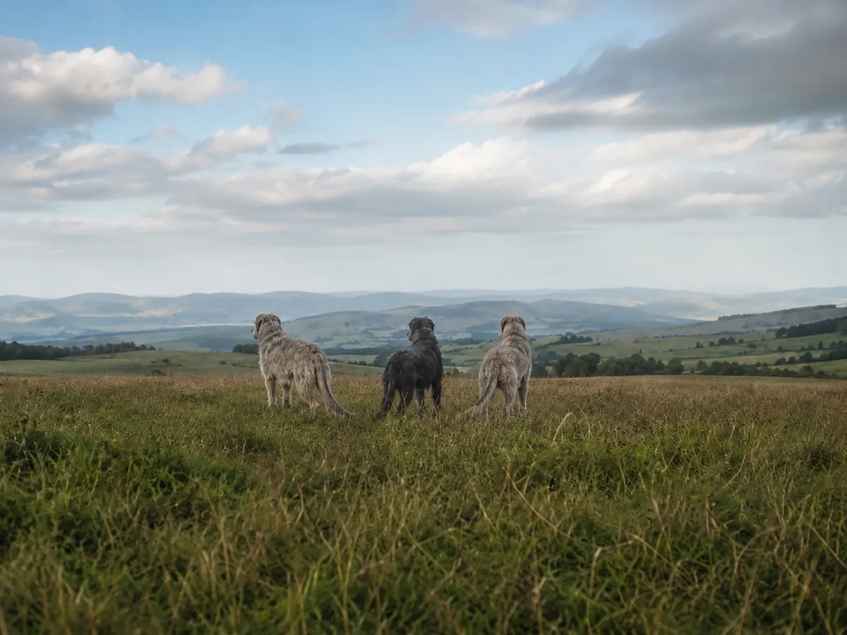 Three Irish Wolfhounds standing in long grass and looking across distant hills