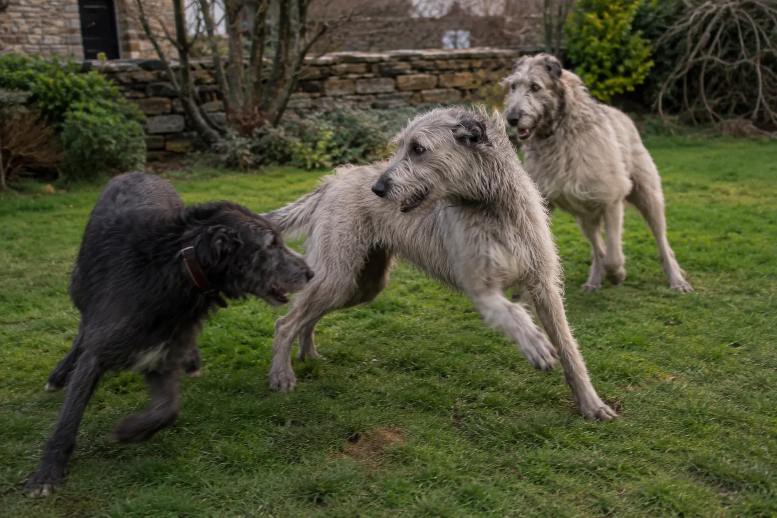 Three Irish Wolfhounds playing together on a lawn