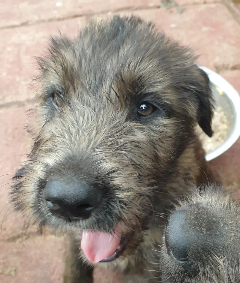 Close view of a fuzzy brindle Irish Wolfhound puppy beside a food bowl