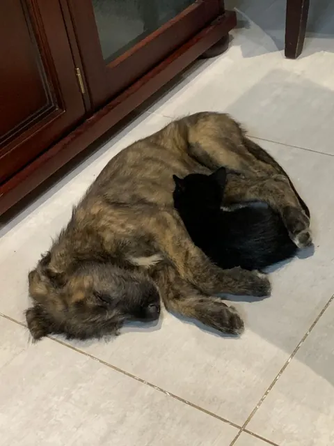 Brindle Irish Wolfhound puppy and small black kitten sleeping side by side