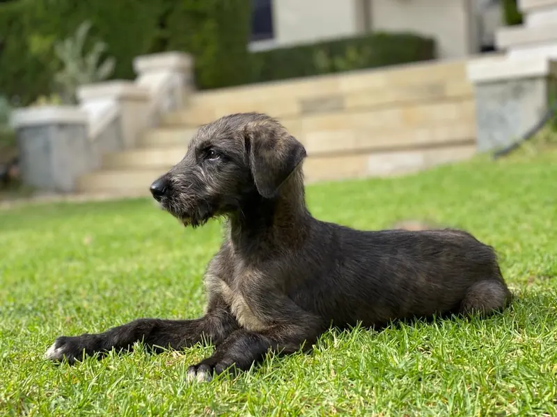 Young brindle Irish Wolfhound puppy lying alert on a sunny green lawn