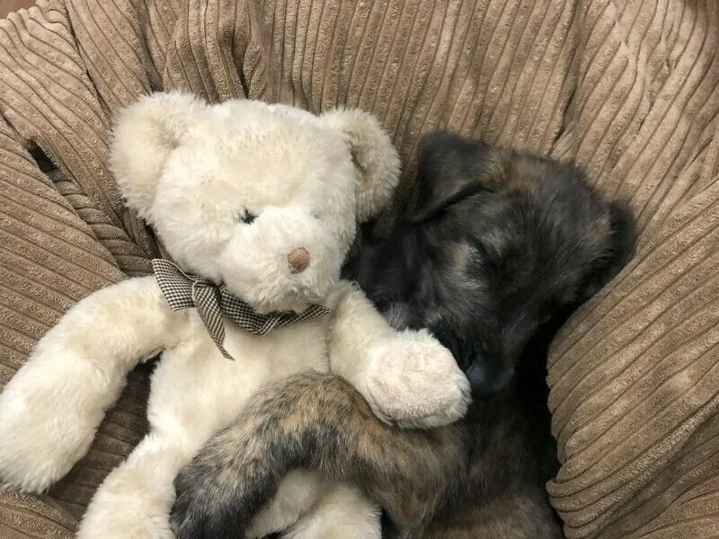 Irish Wolfhound puppy fast asleep on a couch beside a white teddy bear
