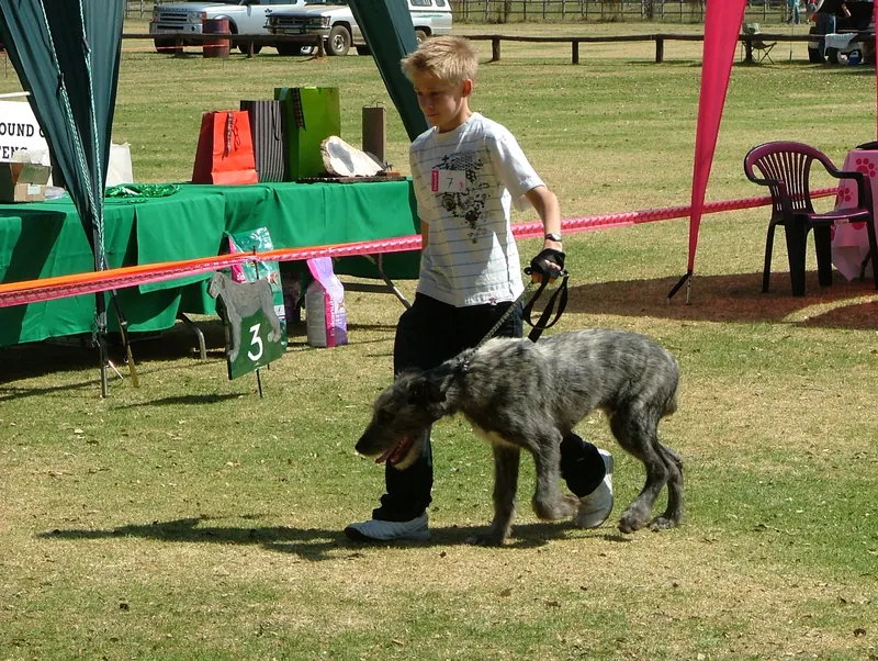 Young handler gaiting a brindle Irish Wolfhound at an outdoor dog show