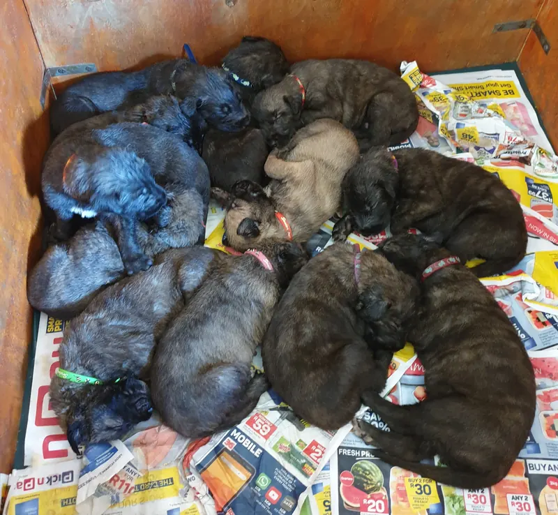 Large litter of Irish Wolfhound puppies sleeping together in a wooden whelping box