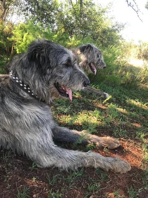 Two grey Irish Wolfhounds resting together in green bushveld