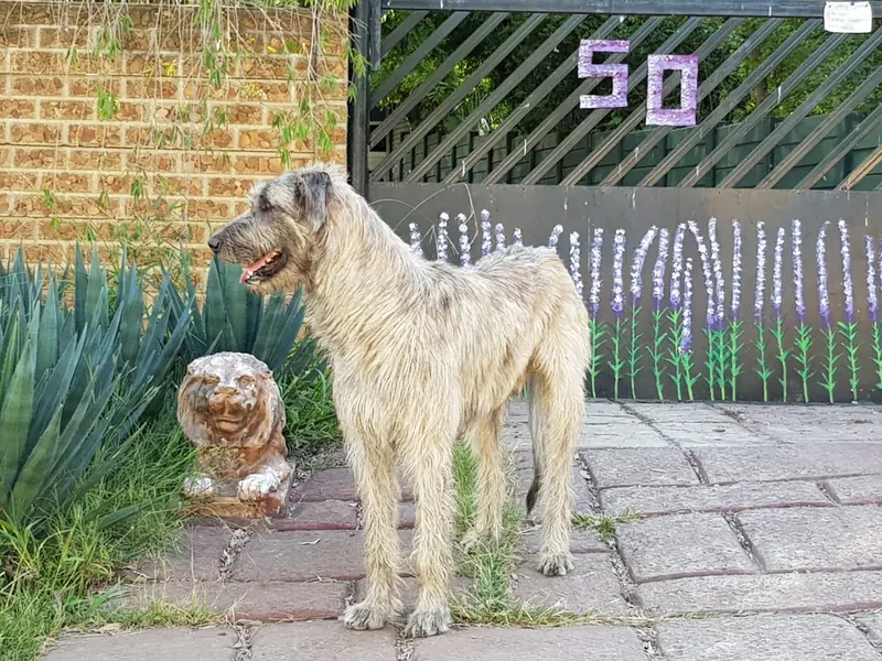Tall wheaten Irish Wolfhound standing in profile beside a painted gate