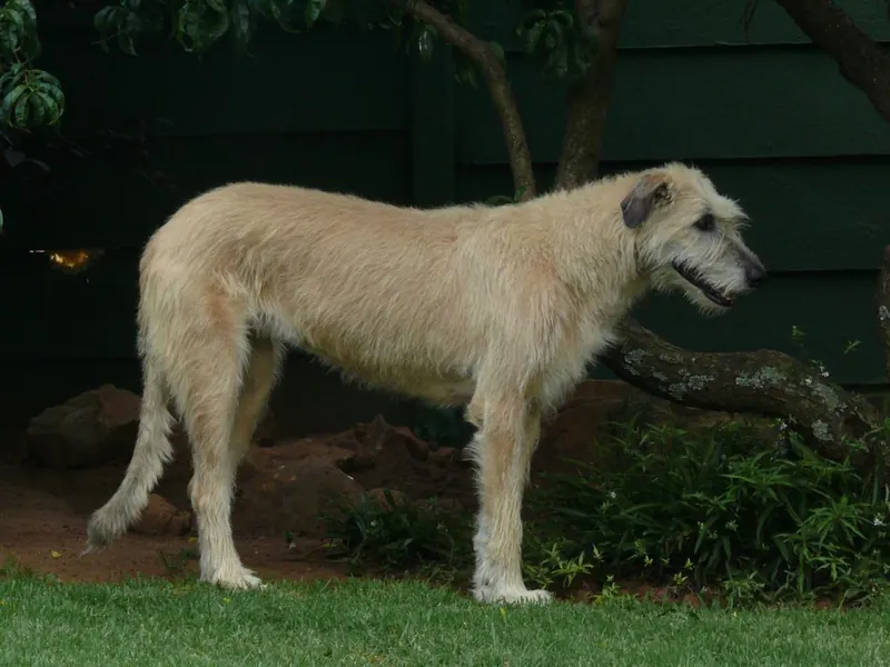 Adult wheaten Irish Wolfhound standing in full profile in a garden