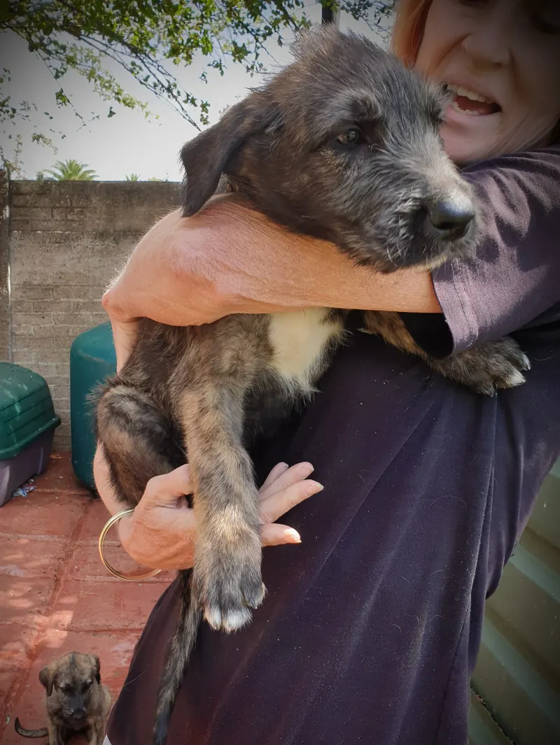 Smiling woman holding an Irish Wolfhound puppy over her shoulder in a backyard