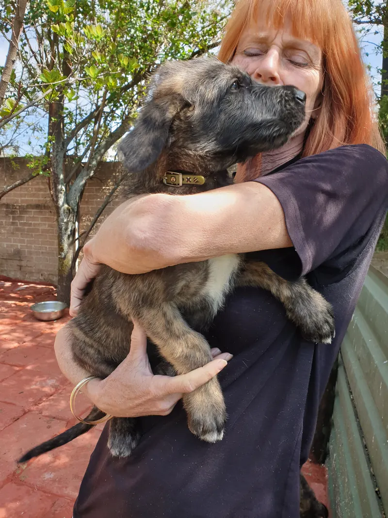 Woman cuddling a large brindle Irish Wolfhound puppy outdoors