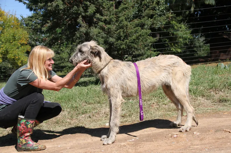 Woman crouching face to face with a tall wheaten Irish Wolfhound standing in profile