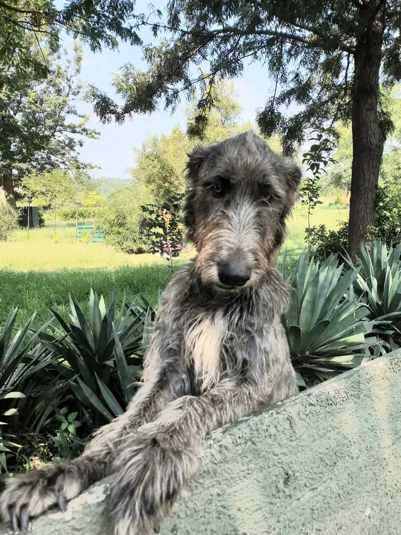 Young grey Irish Wolfhound standing with its front paws on a low garden wall