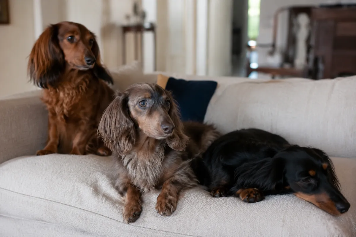 Three Miniature Long-haired Dachshunds – red, dapple and black-and-tan – on a cream sofa
